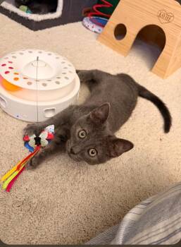 Cloud (Blue Collar) -  Domestic Short Hair Cat for Adoption in Mission Viejo, California - Cloud (Blue Collar) | PetCurious