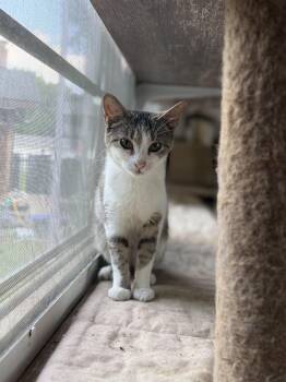 Cosmo -  Domestic Short Hair Cat for Adoption in Royalton, Illinois - Cosmo | PetCurious