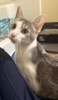 Rescue Domestic Short Hair Cats for Adoption in Sioux City, Iowa - Gertie | PetCurious