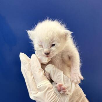 Stardust -  Domestic Short Hair Cat for Adoption in Lakewood, California - Stardust | PetCurious