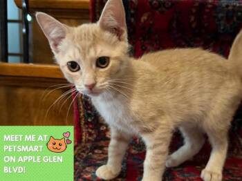 SHERBET LEMON -  Domestic Short Hair Cat for Adoption in Fort Wayne, Indiana - SHERBET LEMON | PetCurious