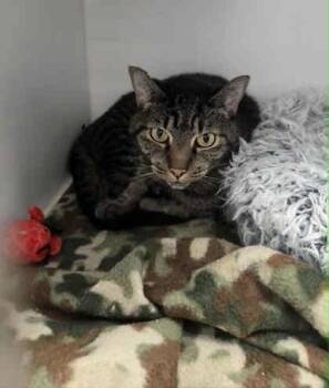 Rescue Domestic Short Hair Cats for Adoption in Atlanta, Georgia - Oopsie (FELV+) | PetCurious