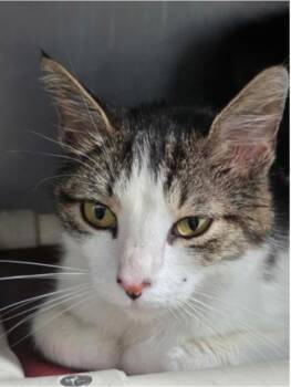 Wilma -  Domestic Short Hair Cat for Adoption in Marshall, North Carolina - Wilma | PetCurious
