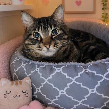Garden -  Domestic Short Hair Cat Available for Adoption in Poinciana, Florida - Garden | PetCurious