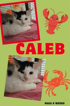 Caleb -  Domestic Long Hair Cat for Adoption in Blountville, Tennessee - Caleb | PetCurious