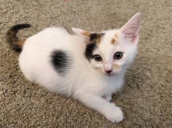 Domestic Short Hair Cats Available for Adoption in Rowlett, Texas - Almond Joy | PetCurious