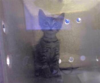 CANTHON -  Domestic Medium Hair Cat for Adoption in Tallahassee, Florida - CANTHON | PetCurious