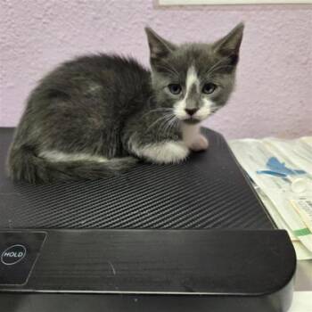 61182116 -  Domestic Short Hair Cat for Adoption in El Paso, Texas - 61182116 | PetCurious