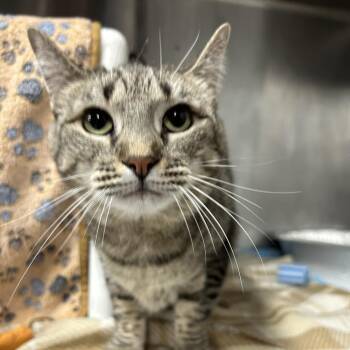 Oko -  Domestic Short Hair Cat for Adoption in Salt Lake City, Utah - Oko | PetCurious