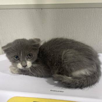 Courage -  Domestic Short Hair Cat for Adoption in Tampa, Florida - Courage | PetCurious