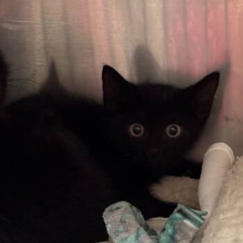 Montana -  Domestic Short Hair Cat for Adoption in Newark, New Jersey - Montana | PetCurious