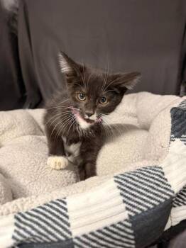 BOOP -  Domestic Short Hair Cat for Adoption in Grovetown, Georgia - BOOP | PetCurious