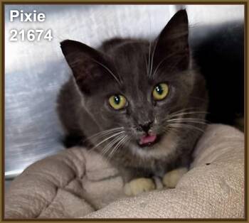 PIXIE -  Domestic Short Hair Cat for Adoption in Marietta, Georgia - PIXIE | PetCurious