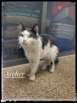 Rescue Domestic Medium Hair Cats for Adoption in Sebring, Florida - Archer | PetCurious