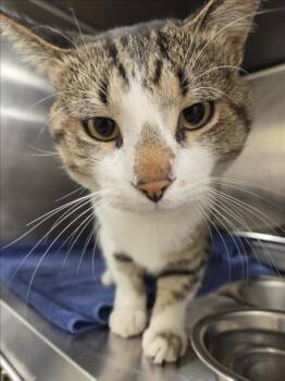 TIM PURRY -  Domestic Short Hair Cat for Adoption in Hagerstown, Maryland - TIM PURRY | PetCurious