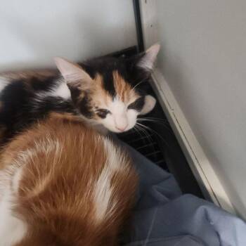 Minnie -  Domestic Short Hair Cat for Adoption in Kingman, Arizona - Minnie | PetCurious