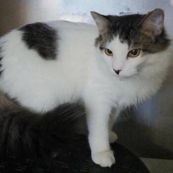 BEAU -  Domestic Medium Hair Cat for Adoption in Gresham, Wisconsin - BEAU | PetCurious