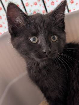 Junie -  Domestic Short Hair Cat for Adoption in Ypsilanti, Michigan - Junie | PetCurious