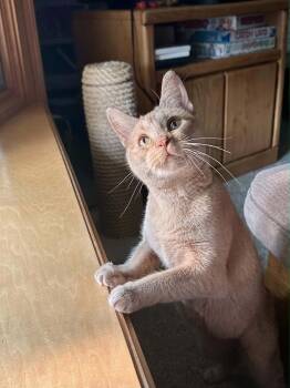 Zena -  Domestic Short Hair and Tabby Cat for Adoption in Minneapolis, Minnesota - Zena | PetCurious