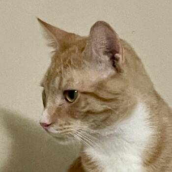 Lucky -  Domestic Short Hair Cat for Adoption in Liverpool, Texas - Lucky | PetCurious