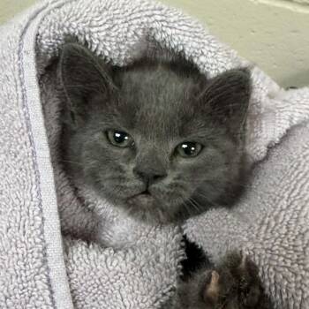 Aki -  Domestic Short Hair Cat for Adoption in Reno, Nevada - Aki | PetCurious