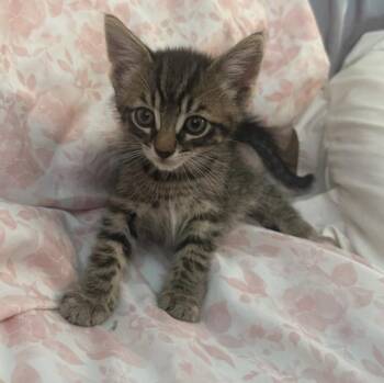 Diggy (In Foster) -  Domestic Short Hair Cat for Adoption in Watertown, Wisconsin - Diggy (In Foster) | PetCurious