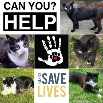 Rescue Domestic Short Hair Cats for Adoption in Hamilton, Ontario - PLEASE FOSTER! | PetCurious