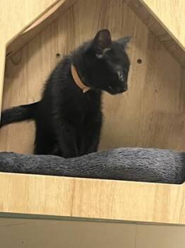 Jalapeńo -  Domestic Short Hair Cat Available for Adoption in Columbus, Indiana - Jalapeńo | PetCurious