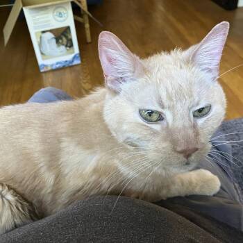 Thumper -  Domestic Medium Hair Cat for Adoption in Oak Park, Illinois - Thumper | PetCurious