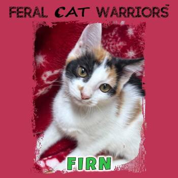Firn -  Domestic Short Hair Cat for Adoption in Kingman, Arizona - Firn | PetCurious