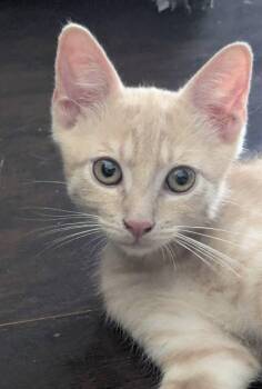 Kitten Nikolai -  Domestic Short Hair Cat for Adoption in Seal Beach, California - Kitten Nikolai | PetCurious