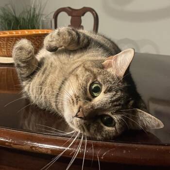 Annie -  Domestic Short Hair Cat for Adoption in Cumming, Georgia - Annie | PetCurious
