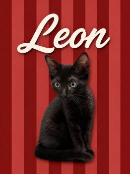 Leon (FCID# 06/09/2026 - 2 Middletown PS) -  Domestic Short Hair Cat for Adoption in Greenville, Delaware - Leon (FCID# 06/09/2026 - 2 Middletown PS) | PetCurious