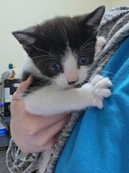 Domestic Short Hair Cats Available for Adoption in Kennewick, Washington - Cutie | PetCurious