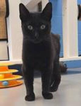 Rescue Domestic Short Hair Cats for Adoption in Washington, District Of Columbia - Arwen | PetCurious