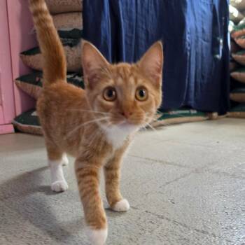 Goldie Locks -  Domestic Short Hair Cat for Adoption in Jefferson City, Tennessee - Goldie Locks | PetCurious