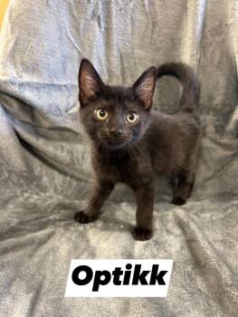 Rescue Domestic Short Hair Cats for Adoption in West Union, Ohio - Optikk | PetCurious