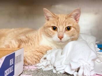 JOHNNY BRAVO -  Domestic Short Hair Cat for Adoption in Fort Wayne, Indiana - JOHNNY BRAVO | PetCurious
