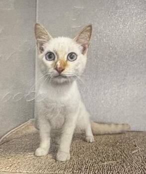 Simon -  Domestic Short Hair Cat for Adoption in Fort Madison, Iowa - Simon | PetCurious