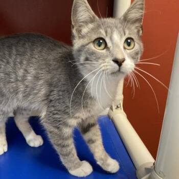 Chip -  Domestic Short Hair Cat for Adoption in Janesville, Wisconsin - Chip | PetCurious