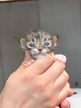 Domestic Short Hair Cats Available for Adoption in Sanford, North Carolina - Stormy | PetCurious