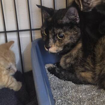 Domestic Short Hair Cats Available for Adoption in Burlington, Iowa - Gemini | PetCurious