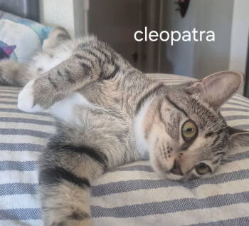 Rescue Domestic Short Hair Cats for Adoption in Oviedo, Florida - Cleopatra | PetCurious