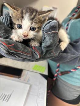 Sweet Pea -  American Shorthair Cat for Adoption in Van Wert, Ohio - Sweet Pea | PetCurious
