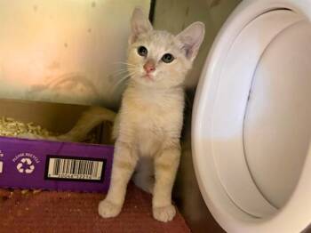 LENNY -  Domestic Short Hair Cat for Adoption in Fort Wayne, Indiana - LENNY | PetCurious