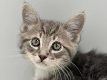 Jigsaw -  Domestic Short Hair Cat for Adoption in Portland, Oregon - Jigsaw | PetCurious