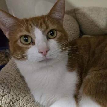 Domestic Short Hair Cats Available for Adoption in Park Falls, Wisconsin - Whiskey | PetCurious