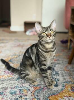 Rescue Domestic Short Hair Cats for Adoption in Davis, California - Tabitha | PetCurious