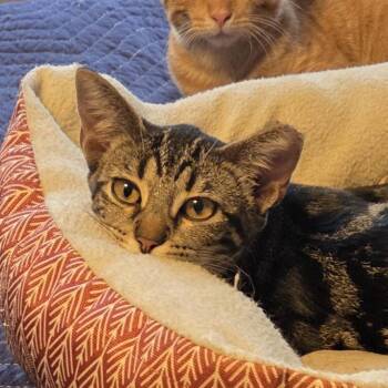Frito -  Domestic Short Hair Cat for Adoption in Tulsa, Oklahoma - Frito | PetCurious