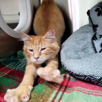 Cheeto -  Domestic Medium Hair Cat for Adoption in Belfair, Washington - Cheeto | PetCurious